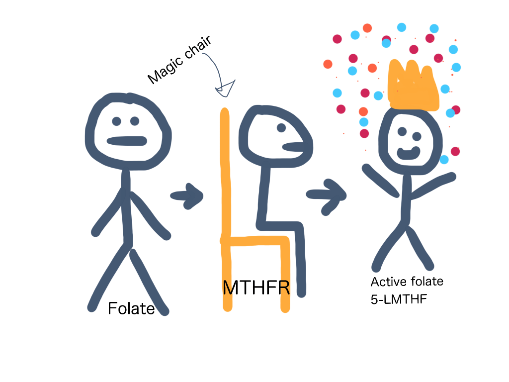 What is MTHFR in the simplest terms possible - it's a magic chair.