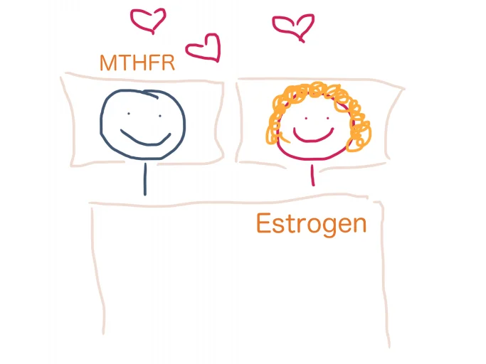 MTHFR and estrogen, why MTHFR affects hormones. They are in bed together.