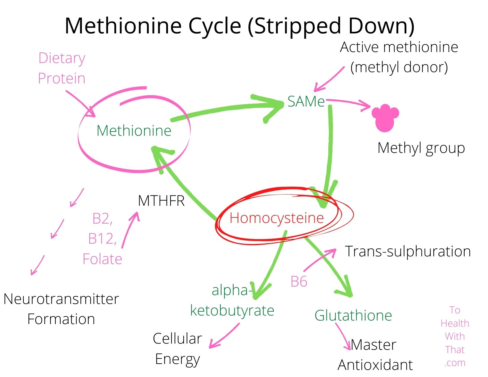 MTHFR and homocysteine are linked through the methionine cycle