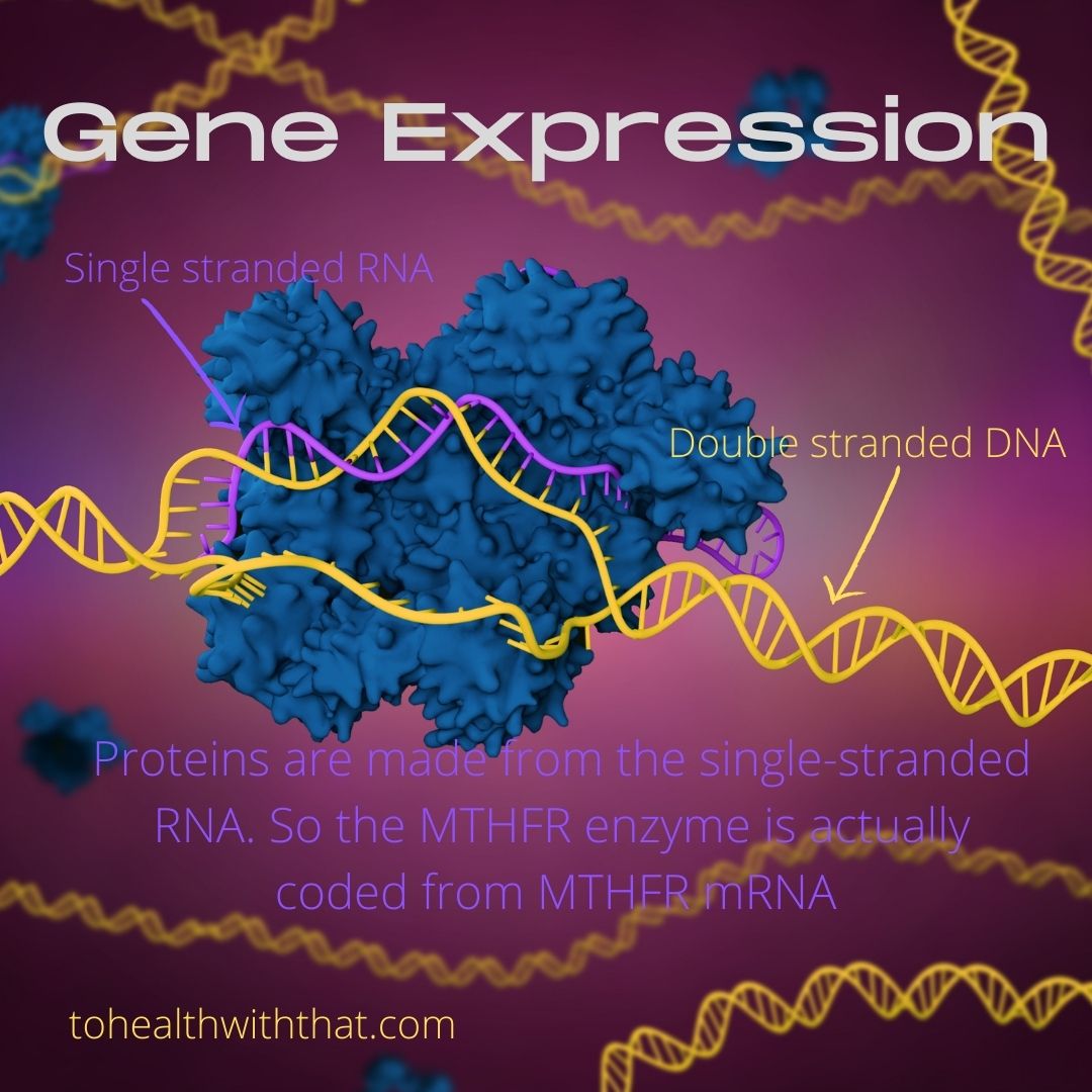 Gene Expression, Fish Oil, and MTHFR.
