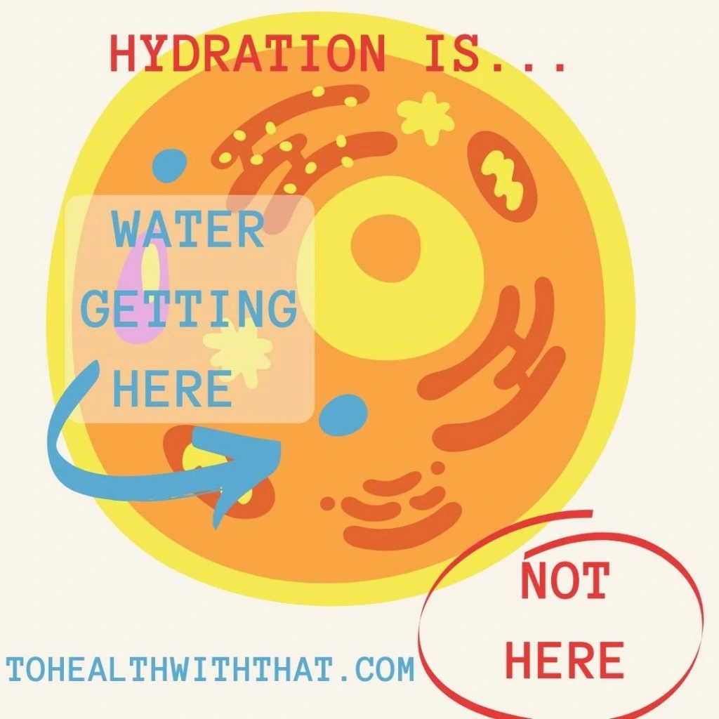 The relationship between hydration and MTHFR