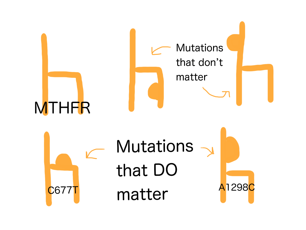 MTHFR mutations that matter are A1298C and C677T