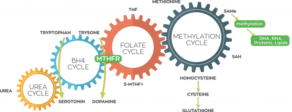 the MTHFR lifestyle matters because of the way these cycles all interconnect.