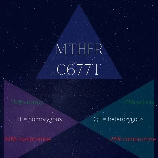 The different levels of compromise between MTHFR C677T mutations - heterozygous and homozygous.