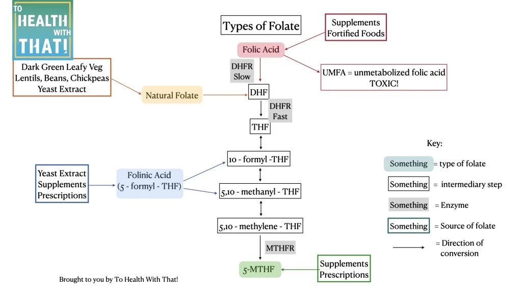 how the types of folate interact with the methylation pathway