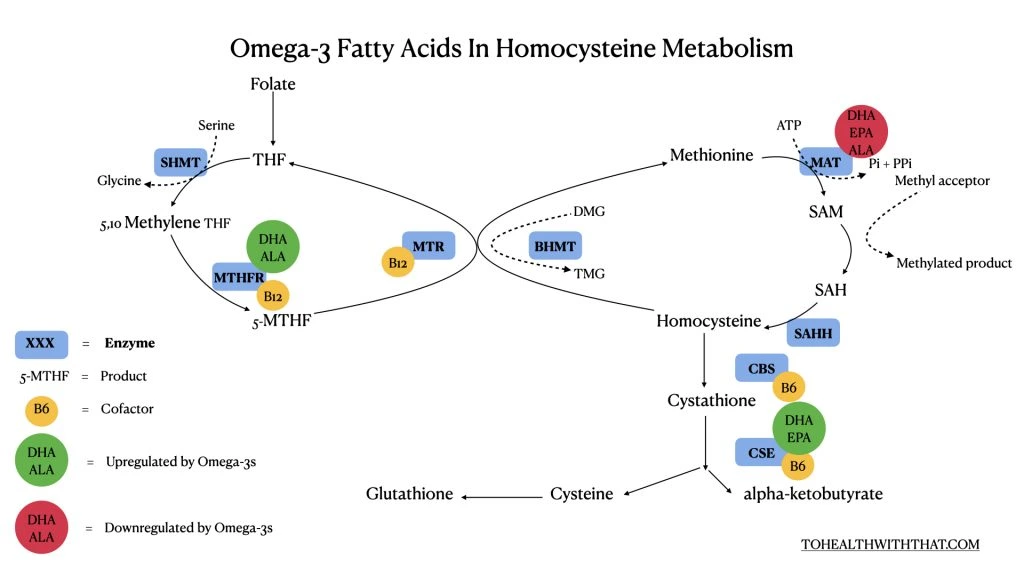 Omega-3 fatty acids like EPA, DHA, and ALA have an effect on the action of certain gene SNPS and the enzymes they code for.